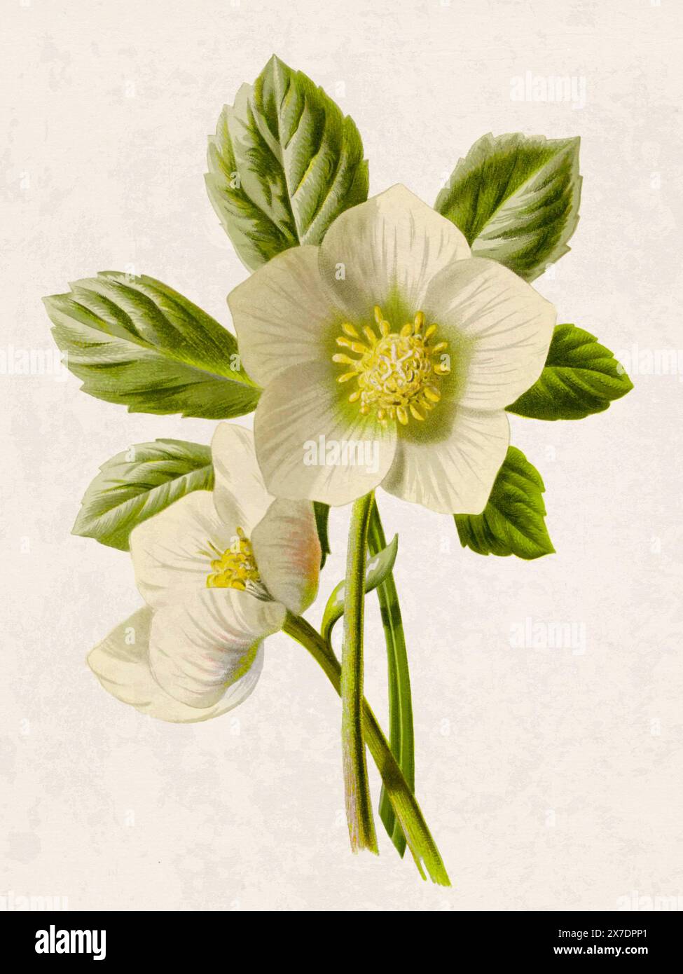 Belle illustration de fleurs florissantes. Aquarelle numérique avec inspiration vintage sur un fond beige grunge. Banque D'Images