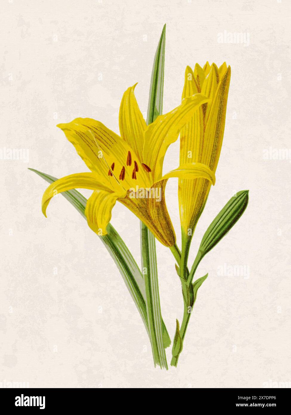 Belle illustration de fleurs florissantes. Aquarelle numérique avec inspiration vintage sur un fond beige grunge. Banque D'Images