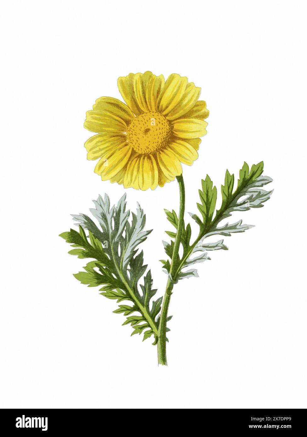 Belle illustration de fleurs florissantes. Aquarelle numérique avec inspiration vintage sur fond blanc. Banque D'Images