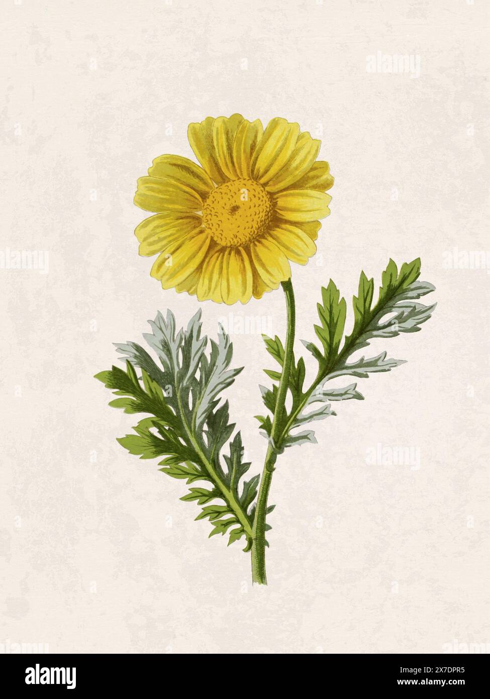 Belle illustration de fleurs florissantes. Aquarelle numérique avec inspiration vintage sur un fond beige grunge. Banque D'Images