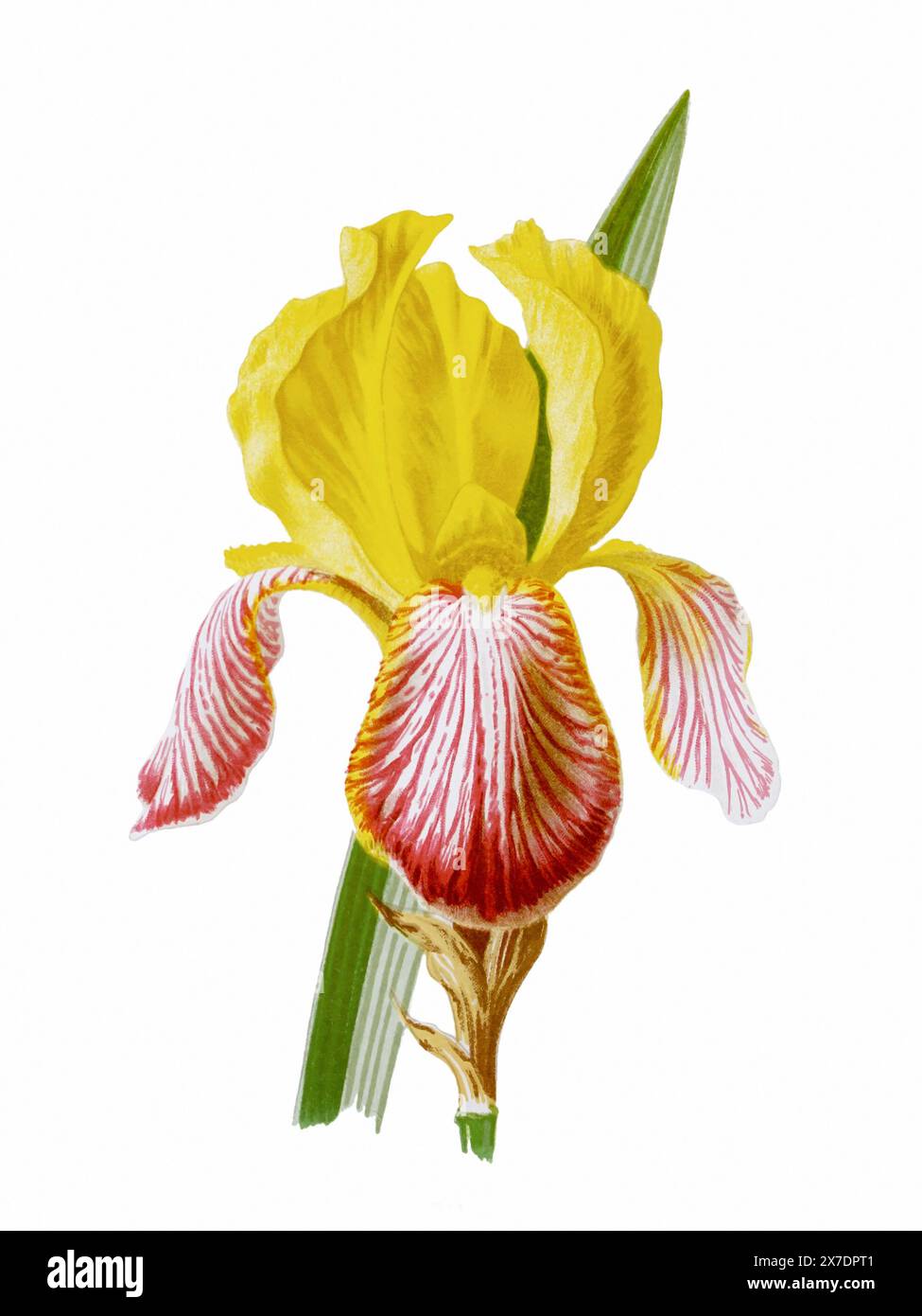 Belle illustration de fleurs florissantes. Aquarelle numérique avec inspiration vintage sur fond blanc. Banque D'Images