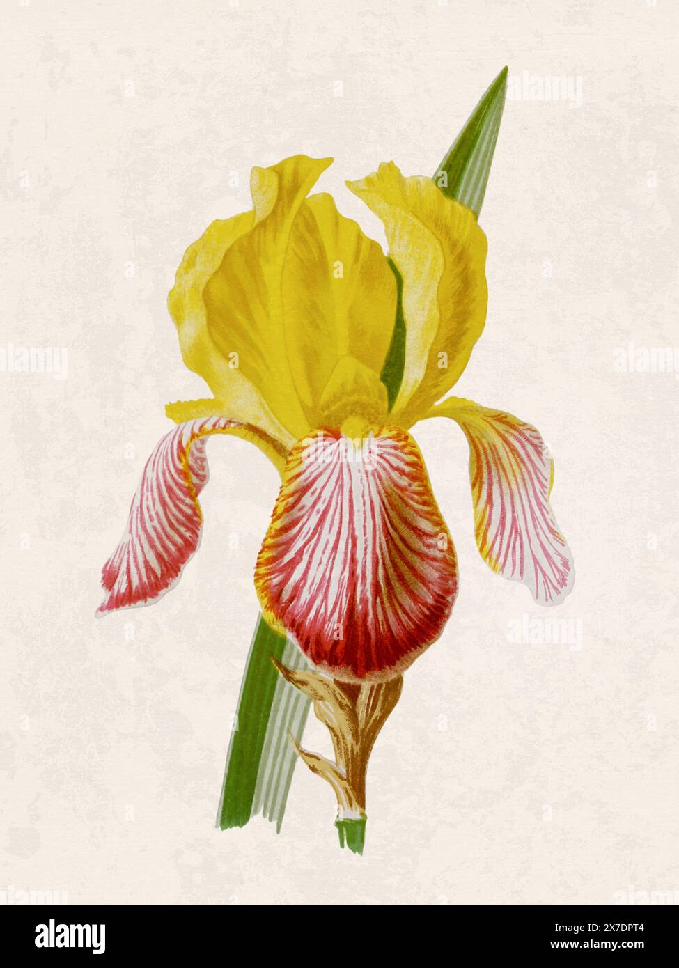 Belle illustration de fleurs florissantes. Aquarelle numérique avec inspiration vintage sur un fond beige grunge. Banque D'Images