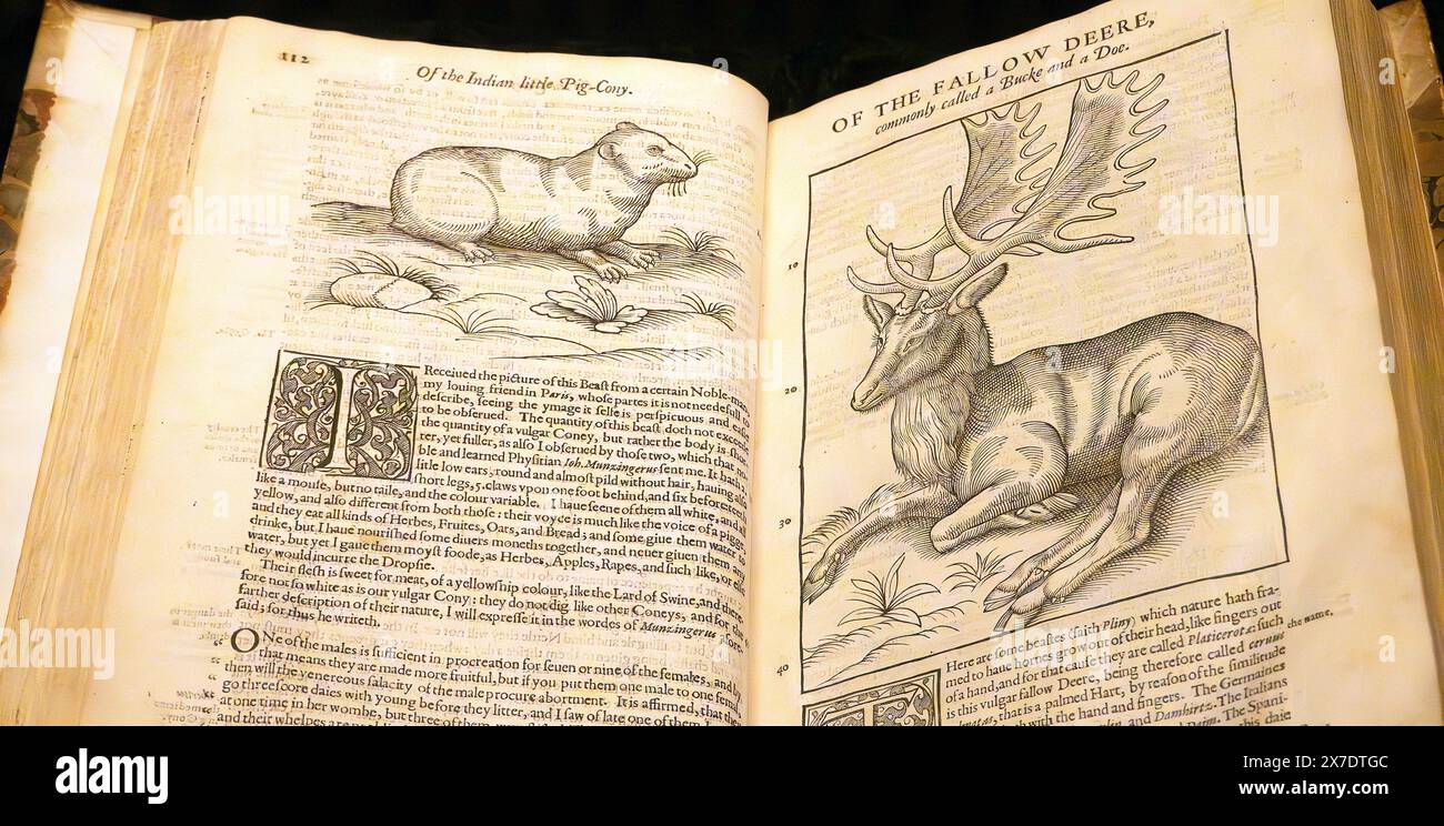 Pages de The Historie of Foure-Foot Beastes by Edward Topsell 1607 Edition Lichfield Cathedral Library, Lichfield, Staffordshire, Angleterre, Royaume-Uni Banque D'Images