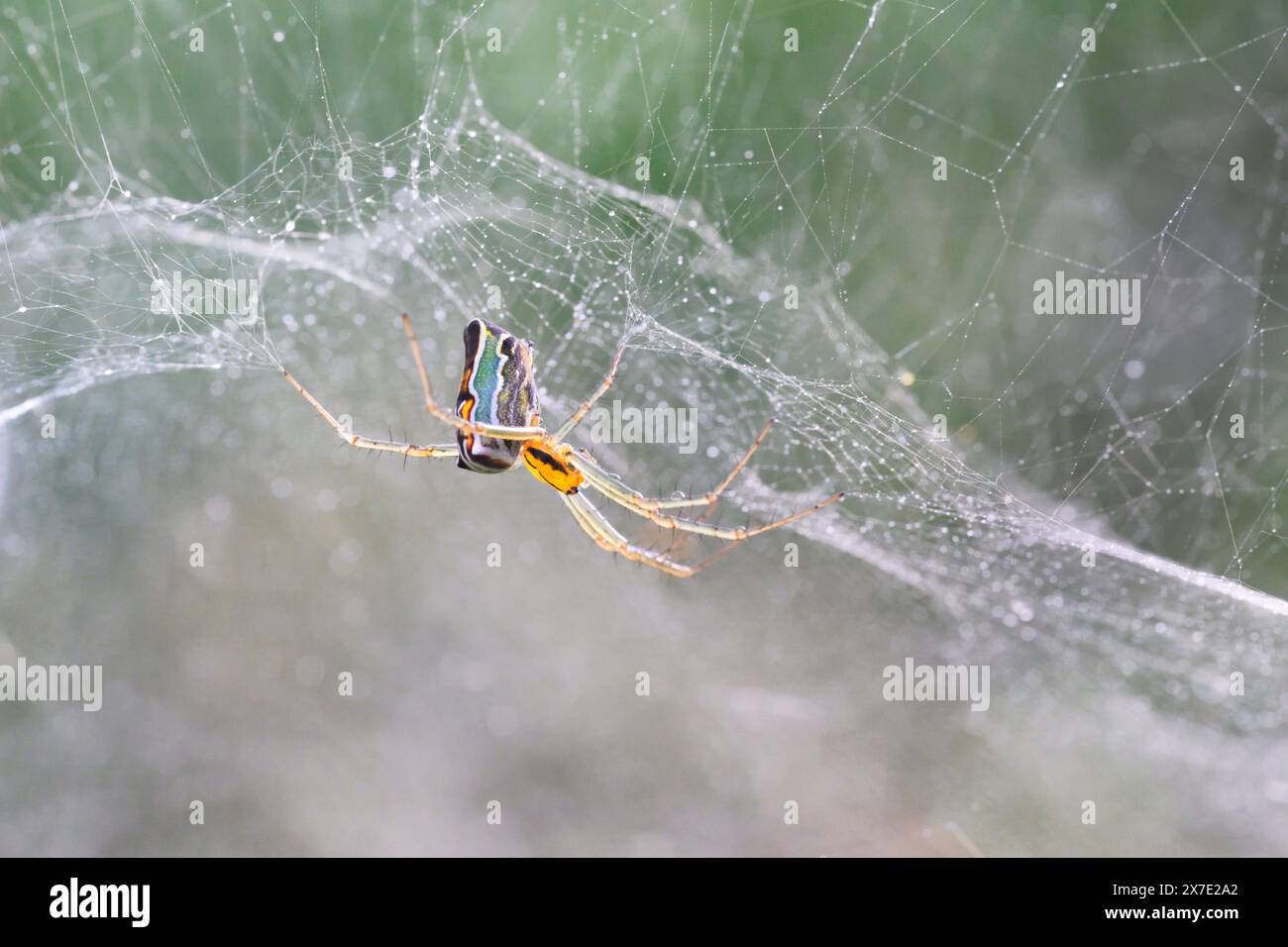 Araignée orbweaver Basilica (Mecynogea lemniscata) dans son dôme recouvert de rosée matinale, parc d'État de Brazos Bend, Texas, États-Unis. Banque D'Images