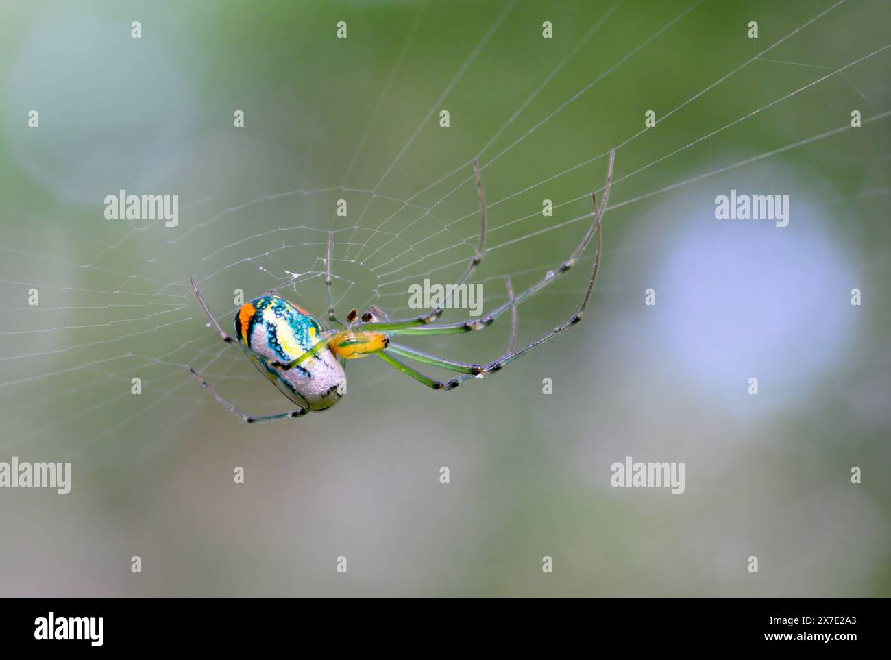 Orchard Orbweaver Spider ou Mabel's Orchard Orb weaver (Leucauge argyrobapta) dans son web, Brazos Bend State Park, Texas, États-Unis. Banque D'Images