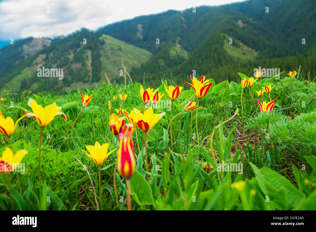Tulipes jaunes sauvages dans les montagnes TRANS-Ili Alatau. Flore du Kazakhstan. Banque D'Images