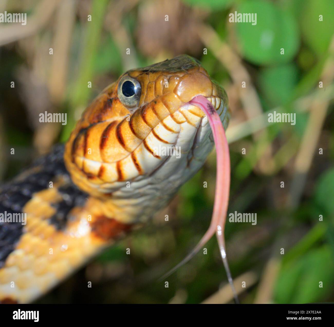 Serpent d'eau bagué ou serpent d'eau du sud (Nerodia fasciata) avec langue étendue, parc d'État de Brazos Bend, Texas, États-Unis. Banque D'Images