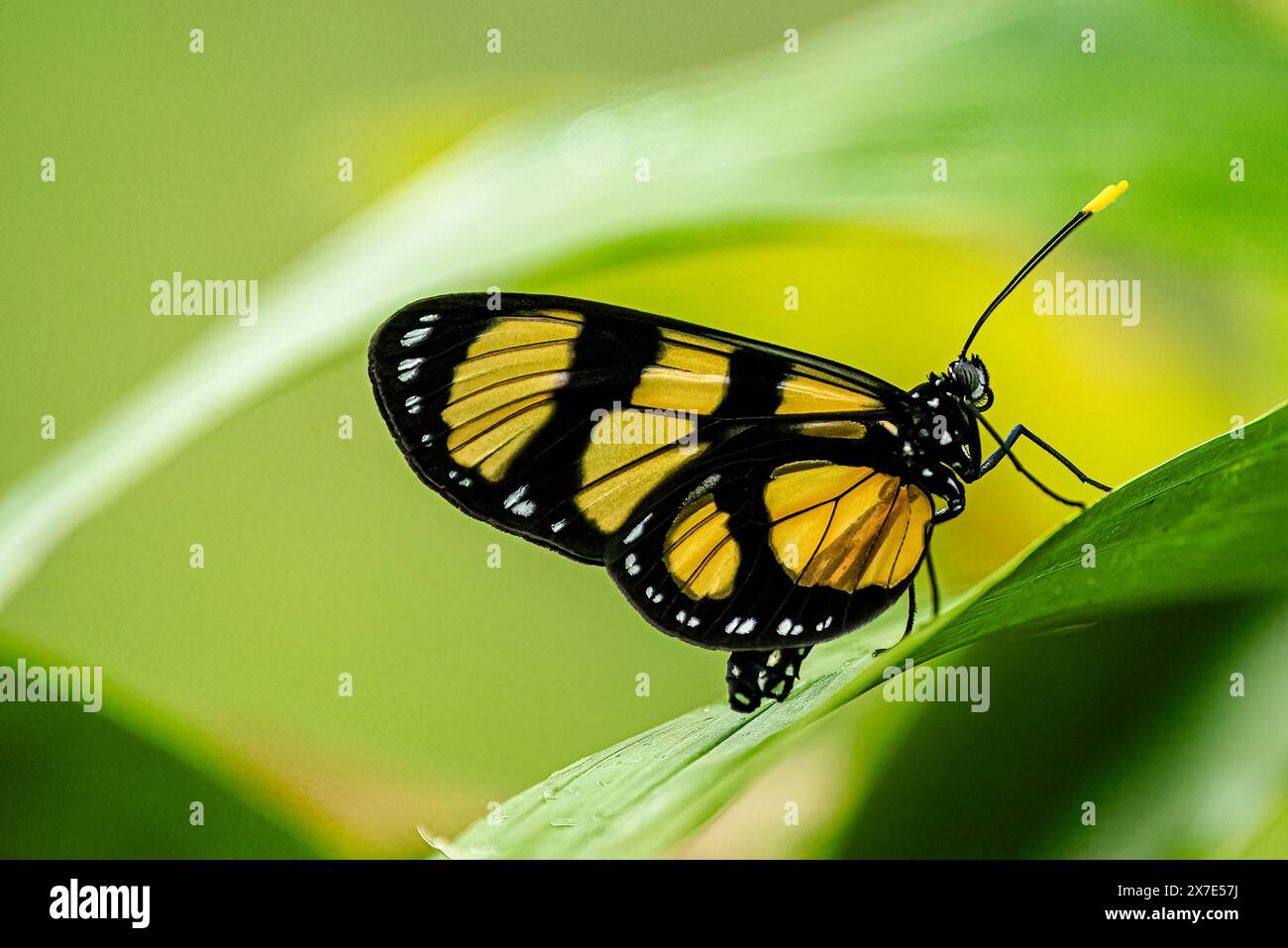 Papillon Amberwing tacheté avec fond vert clair lisse Banque D'Images