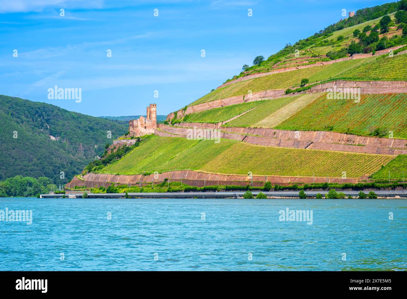 Ruines du château d'Ehrenfels et vignobles sur le Rhin près de Ruedesheim et Bingen am Rhein, Allemagne. La vallée du Rhin est une destination touristique populaire pour Banque D'Images