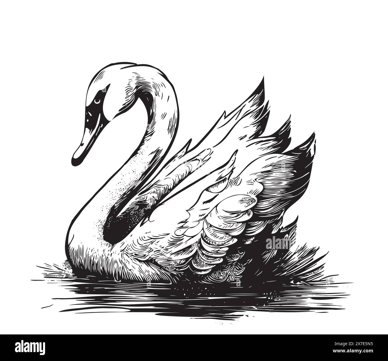 Croquis d'un cygne. Illustration dessinée à la main convertie en vecteur. contour noir sur fond transparent Illustration de Vecteur