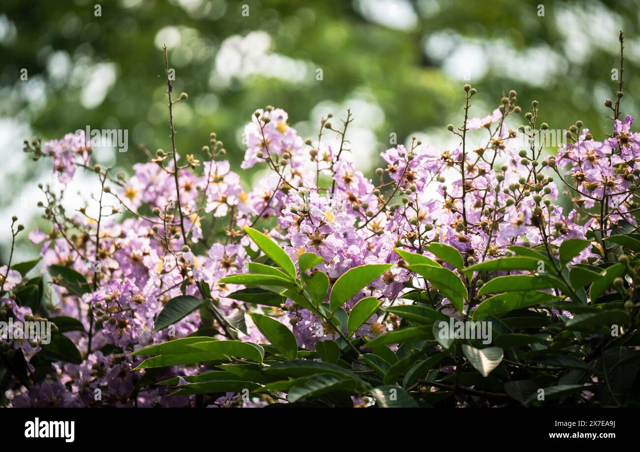 Natural Queens Crape Myrtle (Lagerstroemia speciosa) fleurs violettes fleurissant dans une forêt Banque D'Images