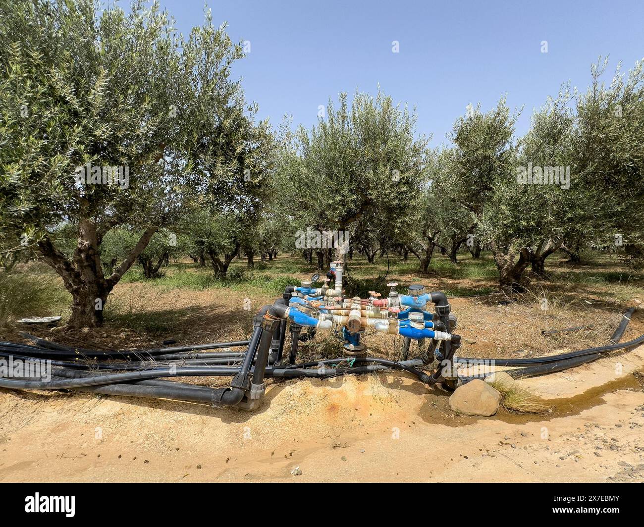 Irrigation système d'irrigation système d'irrigation approvisionnement en eau avec une consommation d'eau élevée pour les oliviers (Olea europaea) oliviers sur Banque D'Images