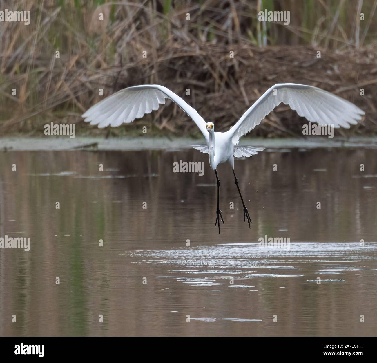 Grande aigrette debout dans un habitat marécageux au printemps en Ontario Banque D'Images