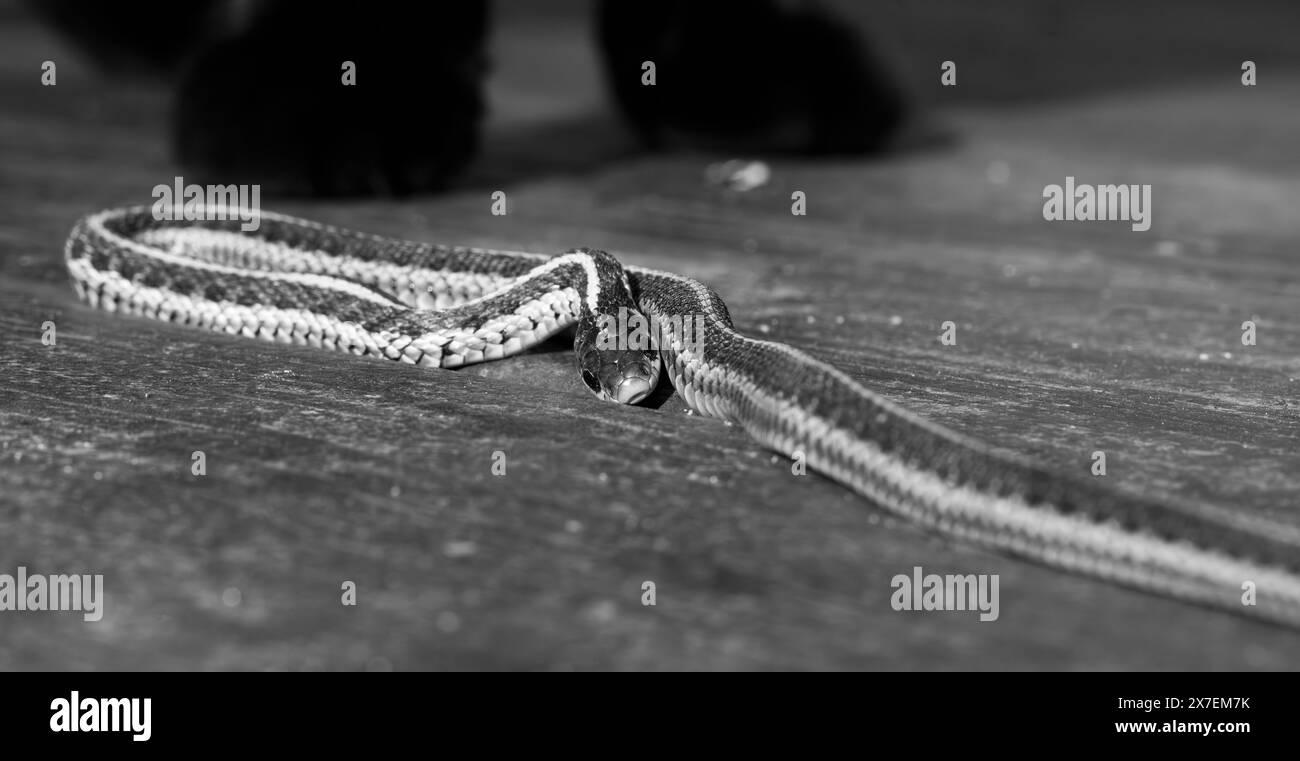 Gros plan d'un serpent jarretière enroulé et glissant sur fond de bois avec des rayures jaunes et noires. Banque D'Images