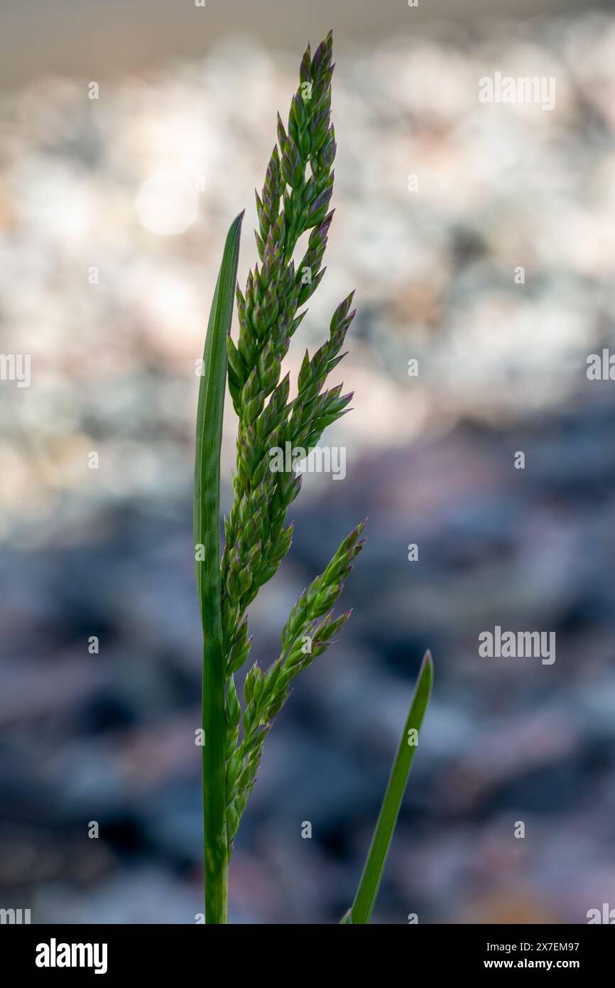 Vue rapprochée de prairie lisse (Poa pratensis) Banque D'Images