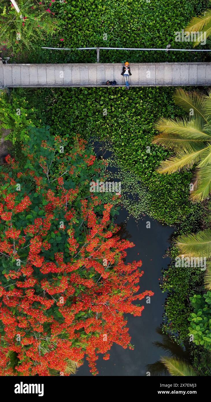 Femme photographe voyage seule à Ben Tre, Delta du Mékong, Viet Nam, vue aérienne avec fleur de phénix en fleurs, jacinthe d'eau et cocotier en vert Banque D'Images