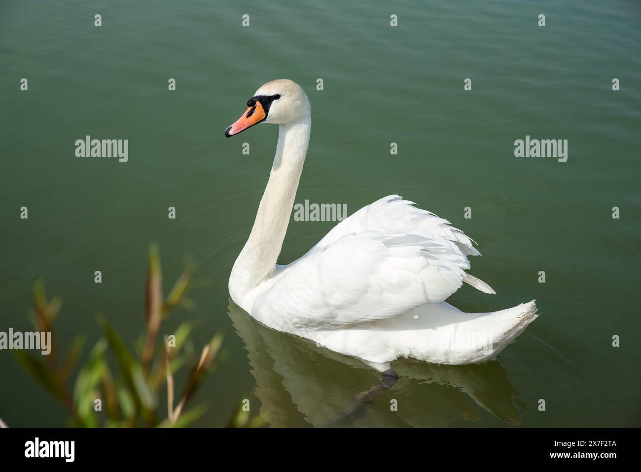 Un cygne blanc (Cygnus atratus) nageant dans le lac en Russie Banque D'Images