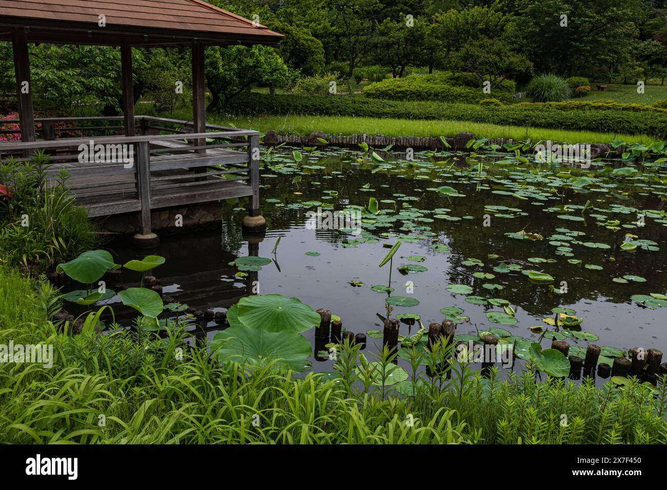 Babakabokuen - Baba Flower Garden est un parc pittoresque de style japonais entouré d'une végétation luxuriante. Il y a un salon de thé qui est utilisé pour les parties de thé, et Banque D'Images