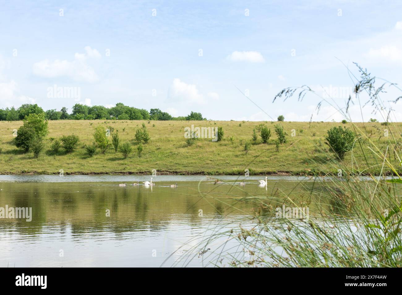 En été, deux cygnes adultes avec poussins nagent sur le lac Banque D'Images