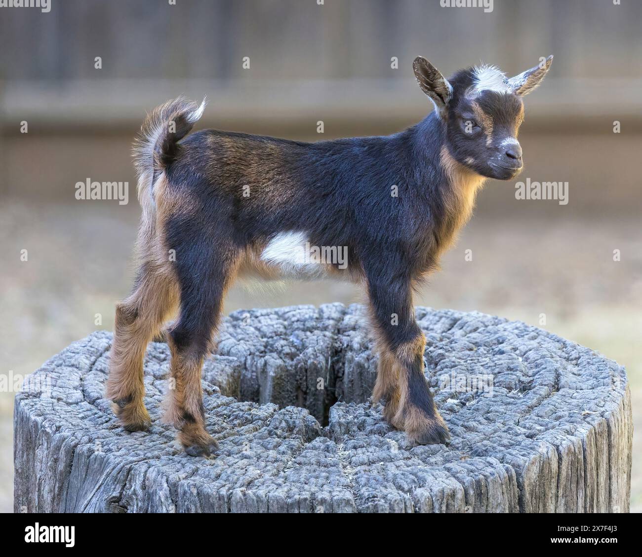 Enfant de chèvre pigmenté de 12 jours dans un enclos pour animaux. Banque D'Images