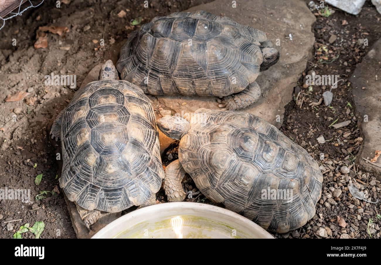 Tortue Testudo marginata famille européenne des tortues terrestres trois tortues de taille différente bébé et parents alignés sur la faune de gros plan. Banque D'Images Tortue Testudo marginata famille européenne des tortues terrestres trois tortues de taille différente bébé et parents alignés sur la faune de gros plan. Banque D'Images
