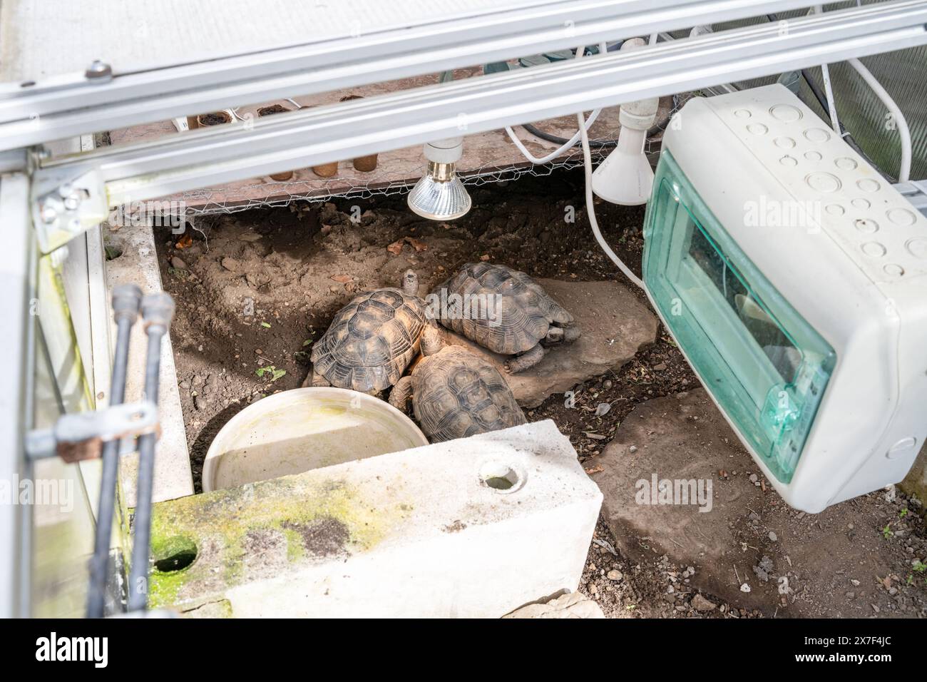 Tortue Testudo marginata famille européenne des tortues terrestres trois tortues de taille différente bébé et parents alignés sur la faune de gros plan. Banque D'Images Tortue Testudo marginata famille européenne des tortues terrestres trois tortues de taille différente bébé et parents alignés sur la faune de gros plan. Banque D'Images