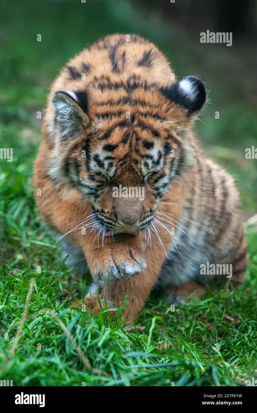Petit tigre dans la nature. Animal dans l'herbe verte. Chat sauvage dans l'habitat naturel Banque D'Images