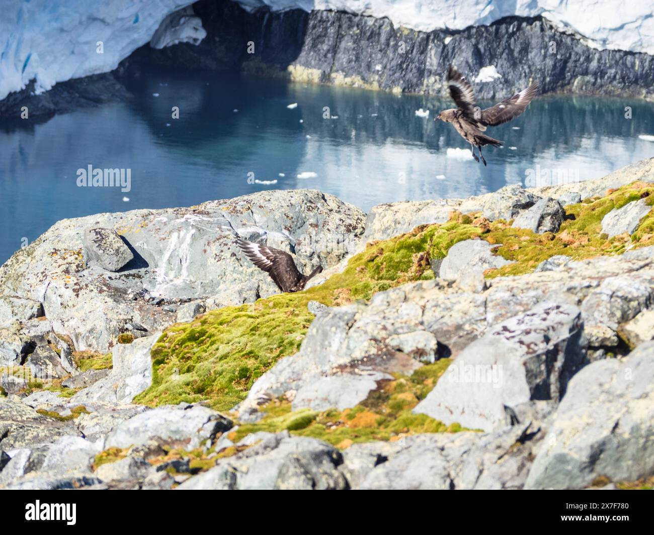 South Polar Skua (Catharacta maccormicki) atterrissant sur un affleurement rocheux au-dessus d'un glacier suspendu, Palaver point, Two Hummock Island Banque D'Images