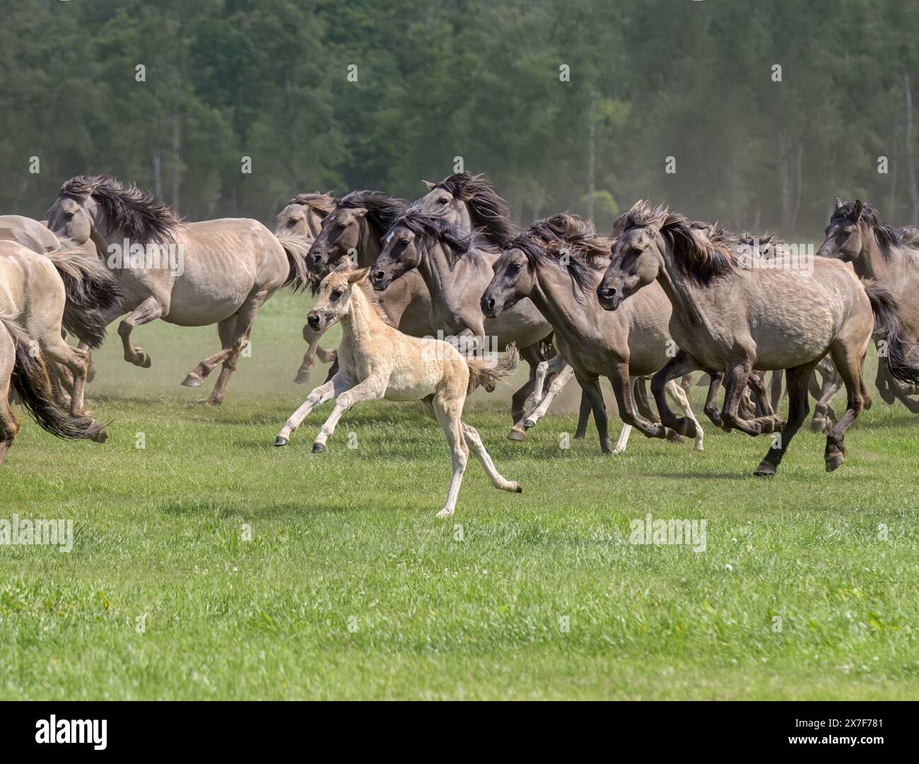 Troupeau de poneys Dulmen juments avec un poulain qui court lors d'un galop, cette race de chevaux indigène vit sauvage à Merfelder Bruch Dülmen Münsterland, NRW, Allemagne Banque D'Images