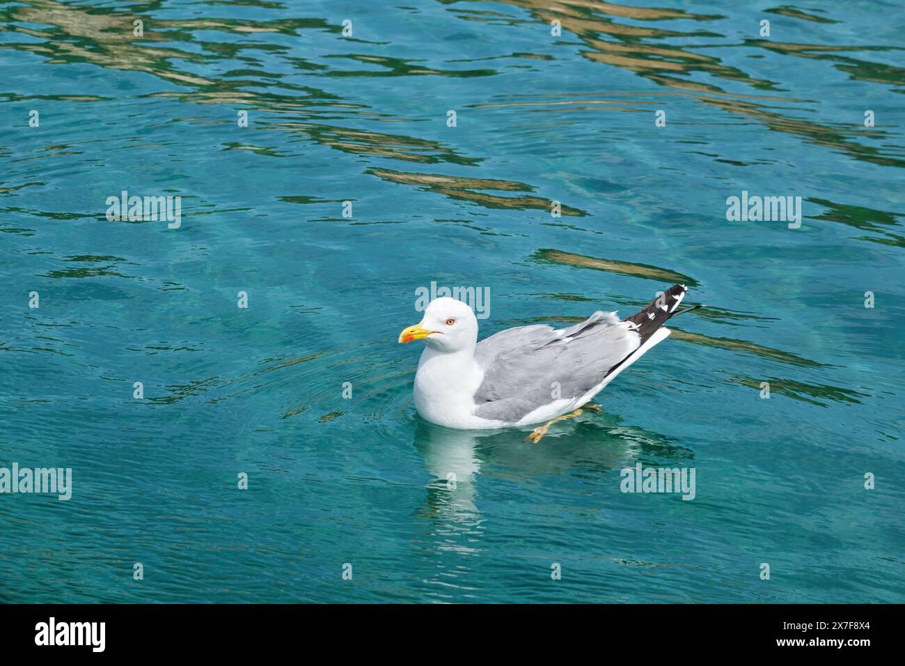 Mouette nageant sur la mer turquoise lumineuse. Banque D'Images