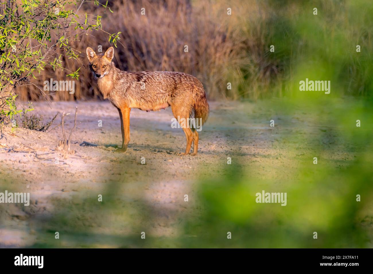 Le chacal doré, également appelé chacal commun, est un canidé ressemblant à un loup et originaire d'Eurasie Banque D'Images