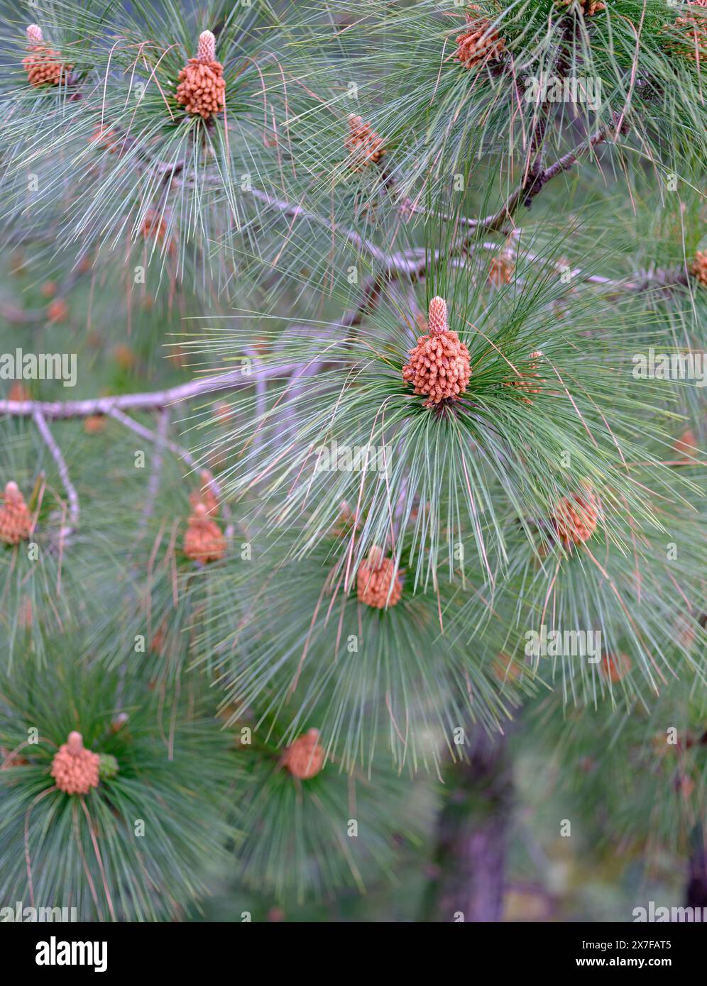 Gros plan d'un jeune mâle de pommes de pin de la variété de pin indien à feuilles longues entouré d'aiguilles de pin sur une branche. Banque D'Images