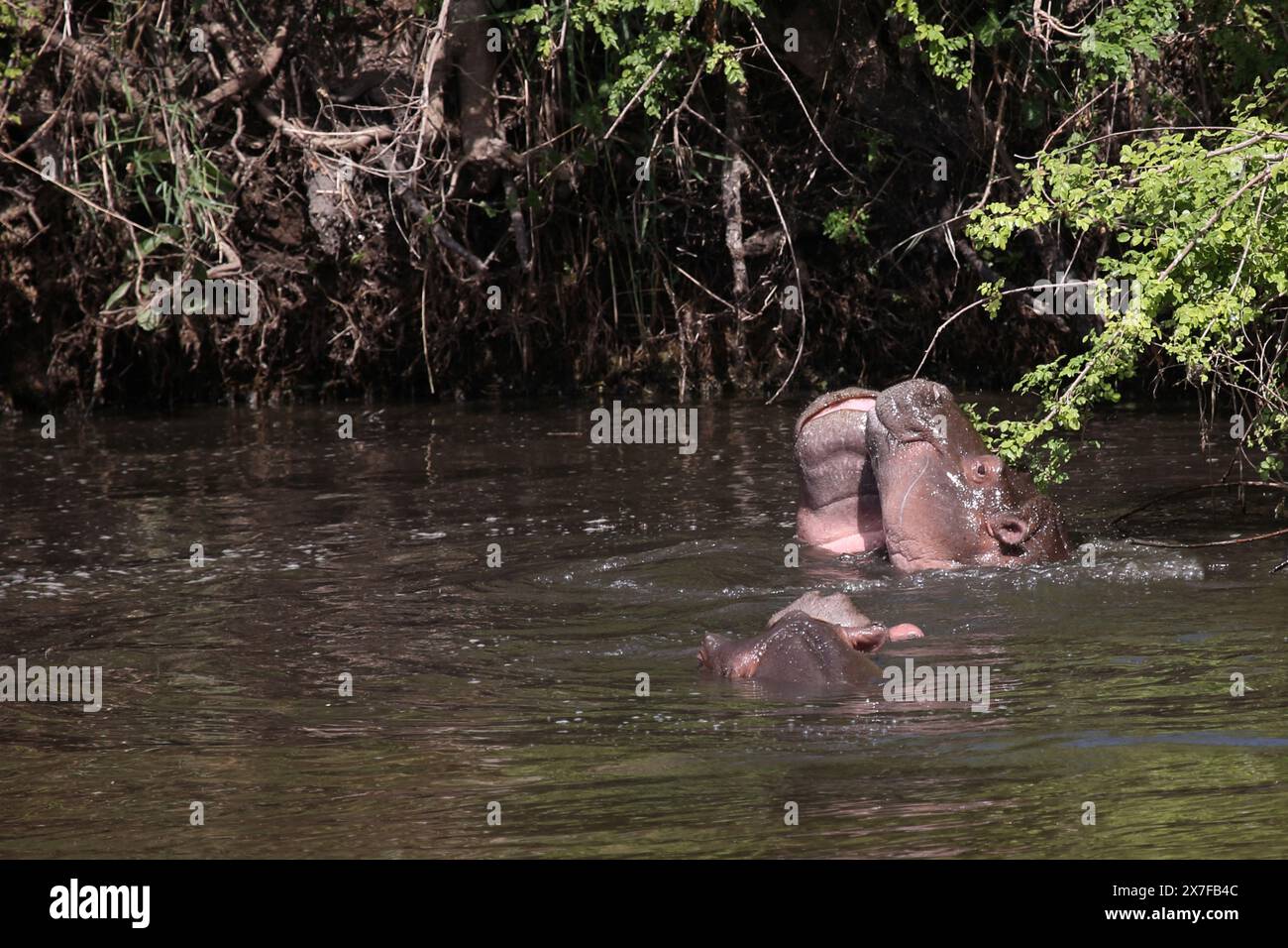 / Flußpferd Hippopotamus Hippopotamus amphibius / Banque D'Images