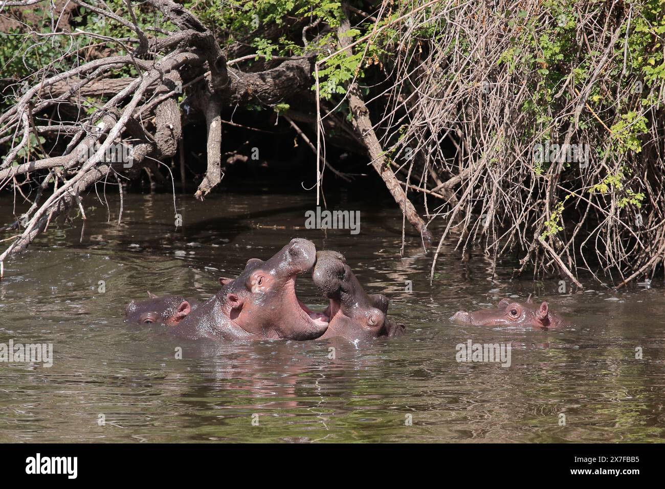 / Flußpferd Hippopotamus Hippopotamus amphibius / Banque D'Images