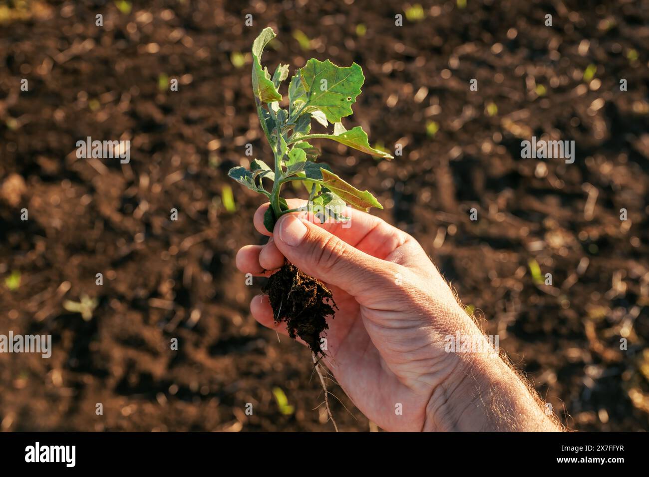 Agronome tenant Chenopodium album (White Goosefoot) plante de mauvaise herbe dans le champ de maïs, gros plan avec mise au point sélective Banque D'Images