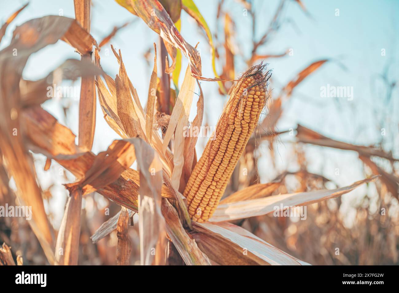 Épi mûr de maïs, culture cultivée sur plantation industrielle, production alimentaire et concept d'agriculture. Mise au point sélective. Banque D'Images Épi mûr de maïs, culture cultivée sur plantation industrielle, production alimentaire et concept d'agriculture. Mise au point sélective. Banque D'Images