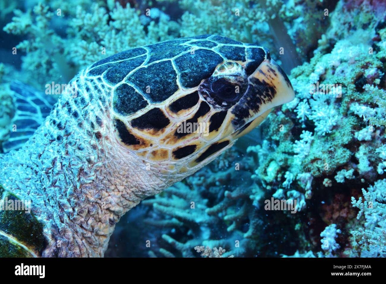 Tête d'une tortue faucon-bec Banque D'Images