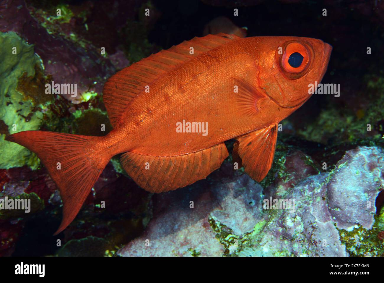 Poisson gros oeil à queue en croissant Banque D'Images