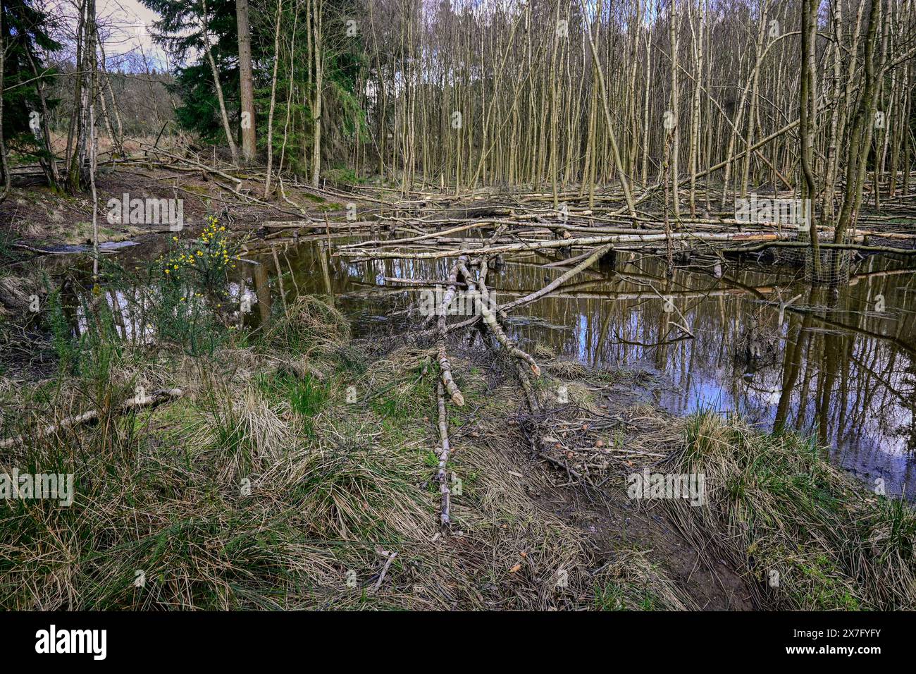 Barrages de castors et activité au Beaver Re;Ease trial dans la forêt de Cropton Banque D'Images