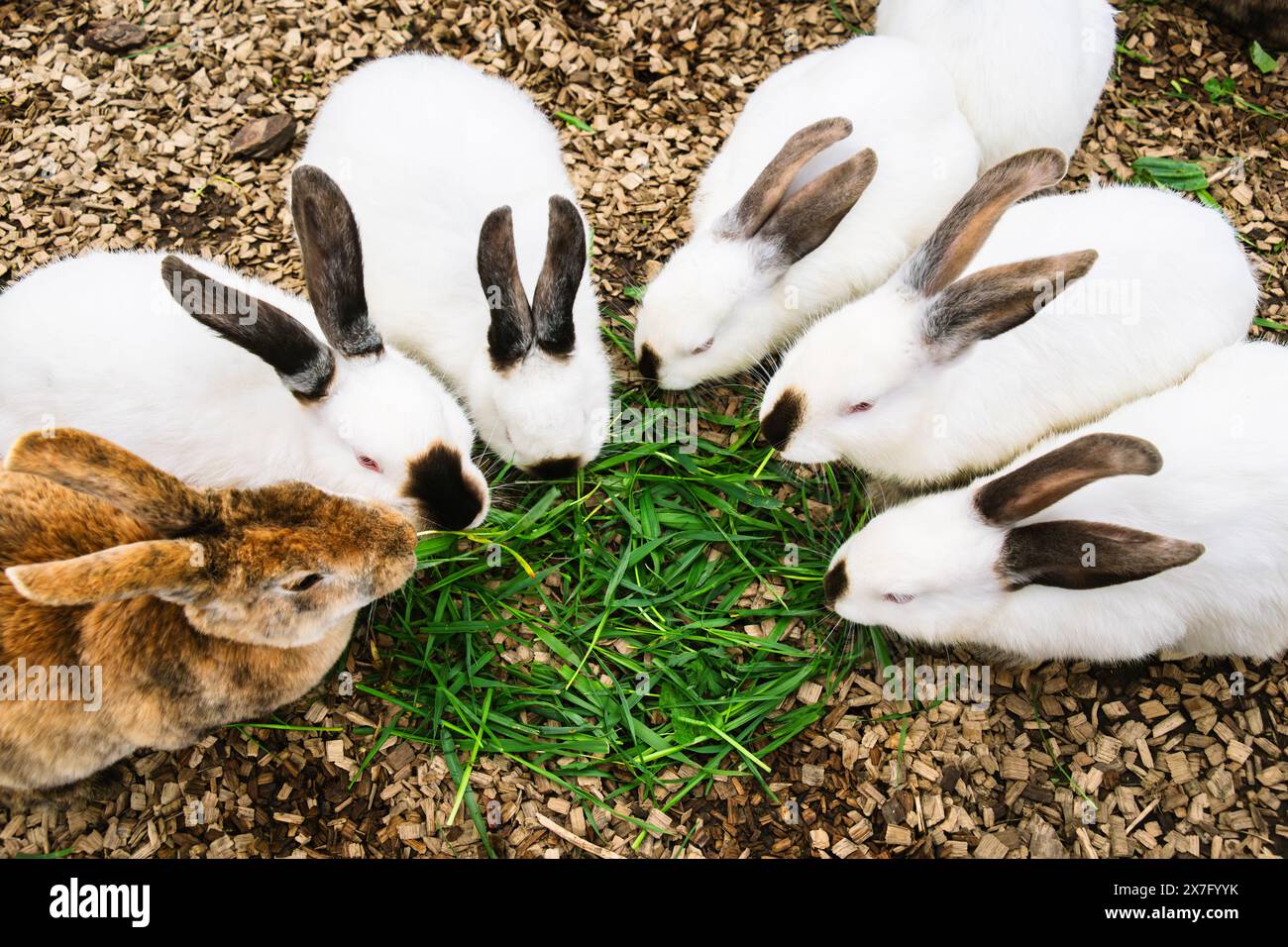 Groupe de lapins blancs et bruns rassemblés sur des copeaux de bois mangeant de l'herbe fraîche dans un enclos extérieur Banque D'Images