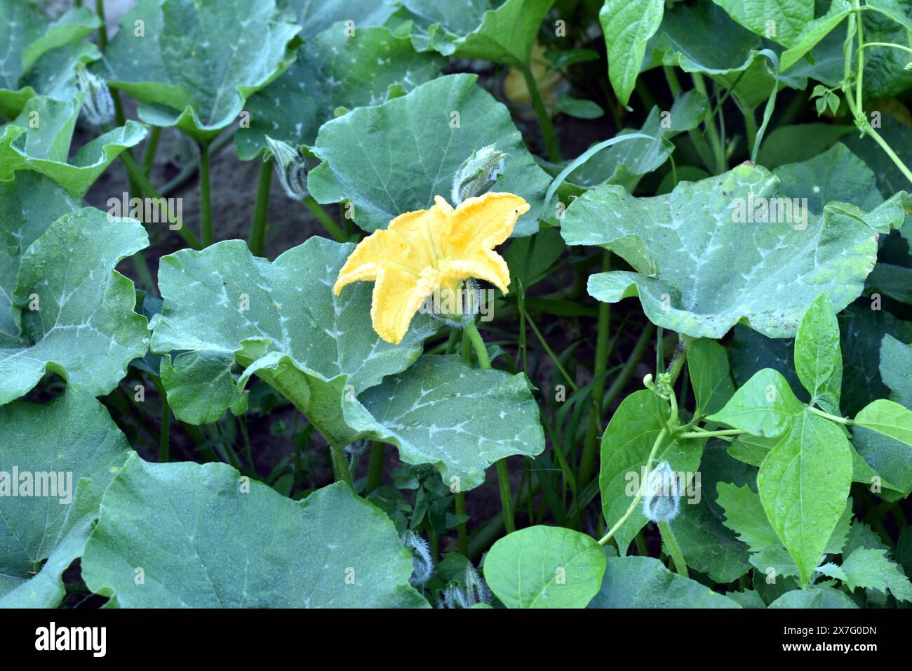 Une fleur végétale est visible au-dessus des feuilles et des tiges des citrouilles poussant dans le jardin. Banque D'Images