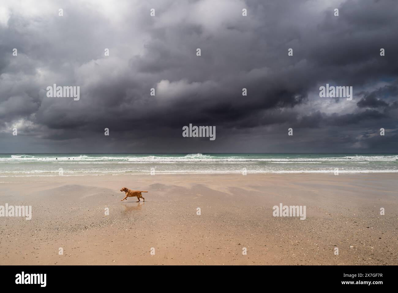 Nuages de pluie sombres et couvants qui approchent alors qu'un chien court le long de la plage de Fistral à Newquay en Cornouailles au Royaume-Uni. Banque D'Images