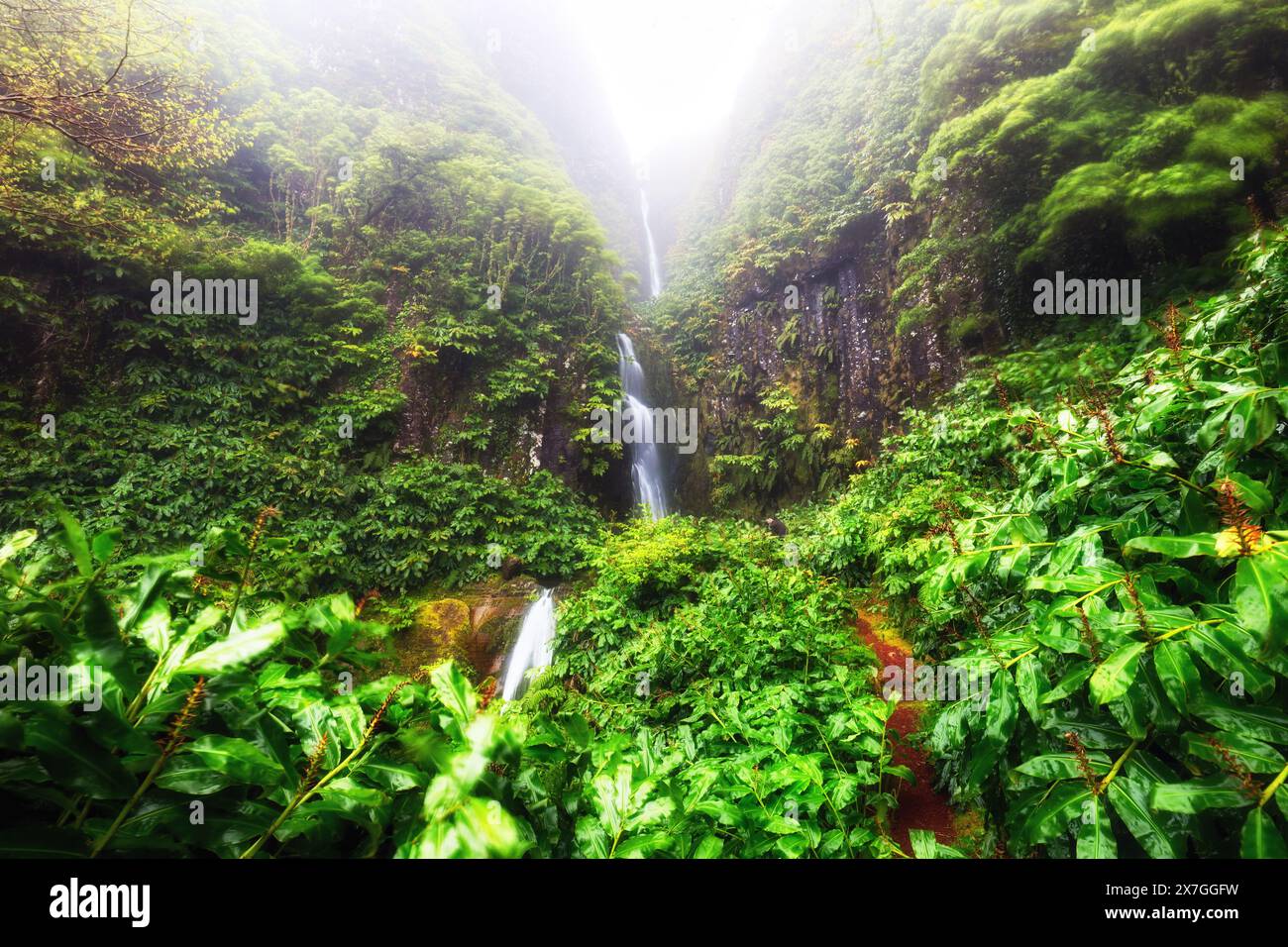 Cascade de forêt tropicale avec végétation verte sur l'île de Flores, Açores, Portugal Banque D'Images