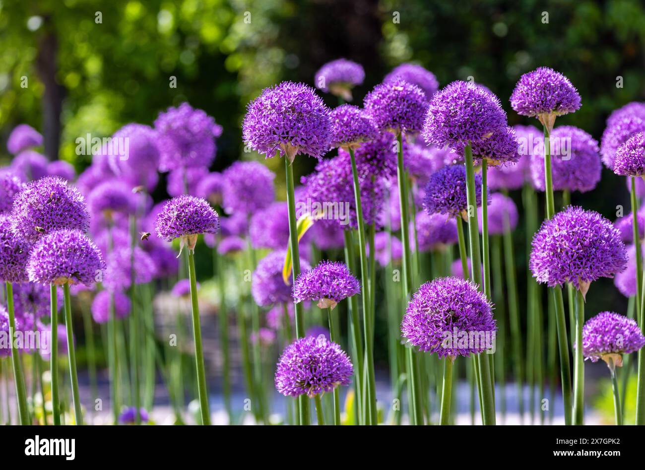 Fleurs d'Allium regroupées en bordure de jardin. Fleurs violettes vibrantes avec têtes de fleurs circulaires sur de grandes tiges. Dublin, Irlande Banque D'Images