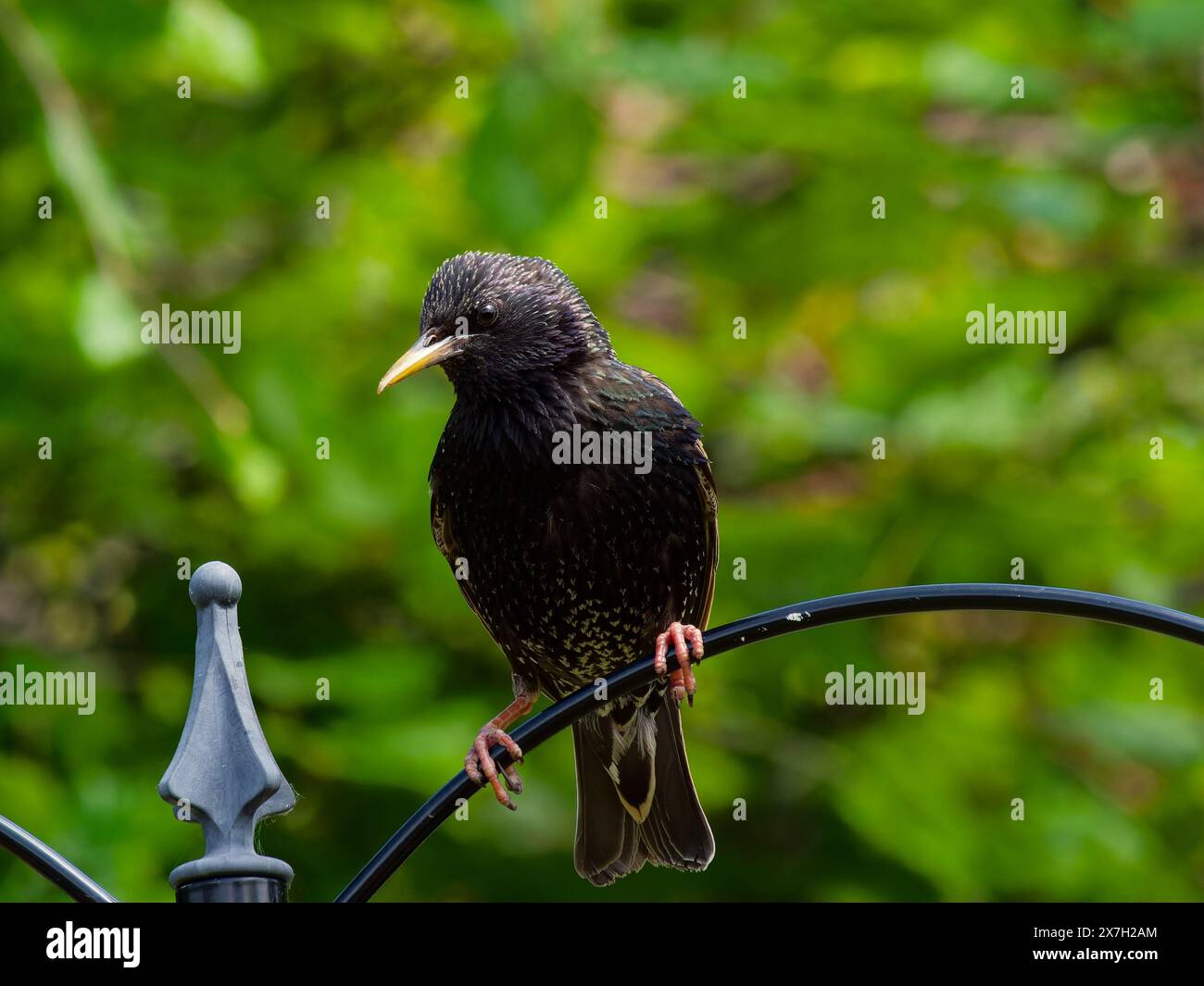 Étourneau adulte (sturnus vulgaris) avec plumage irisé perché sur un mangeoire dans un jardin arrière à Faringdon, Oxfordshire, Angleterre, Royaume-Uni Banque D'Images