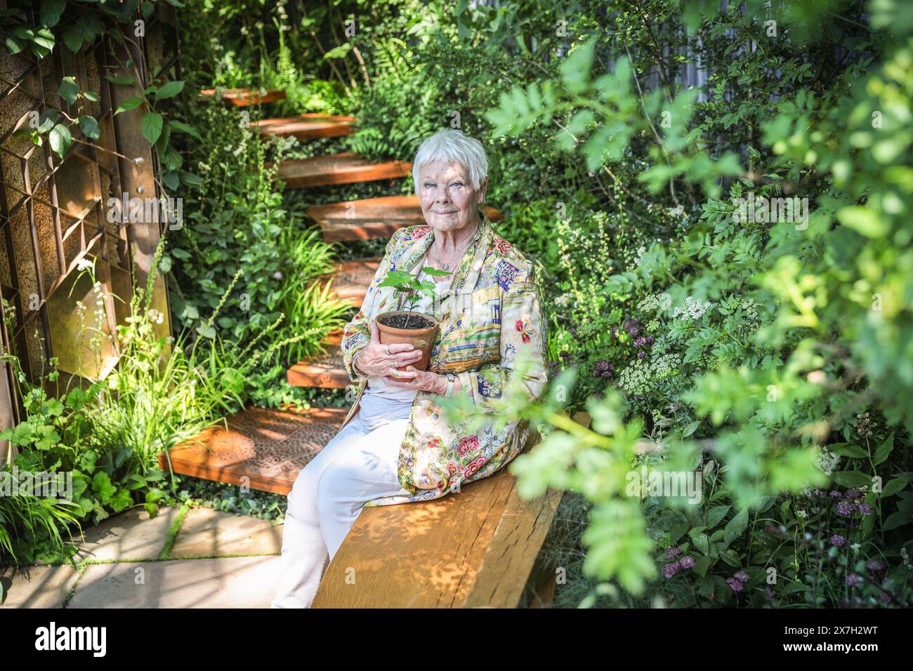 Londres, Royaume-Uni. 20 mai 2024. Dame Judi Dench assiste au jardin Octavia Hill en Blue Diamond avec le National Trust. Elle est accompagnée par Charlotte, une étudiante à une école Northumbrian pour placer un semis du Sycamore Gap Tree RHS Chelsea Flower Show 2024 ouvre avec sa journée de presse, révélant de nouveaux designs de jardin, des affichages floraux et des produits horticoles du 21 au 25 mai. Crédit : Imageplotter/Alamy Live News Banque D'Images