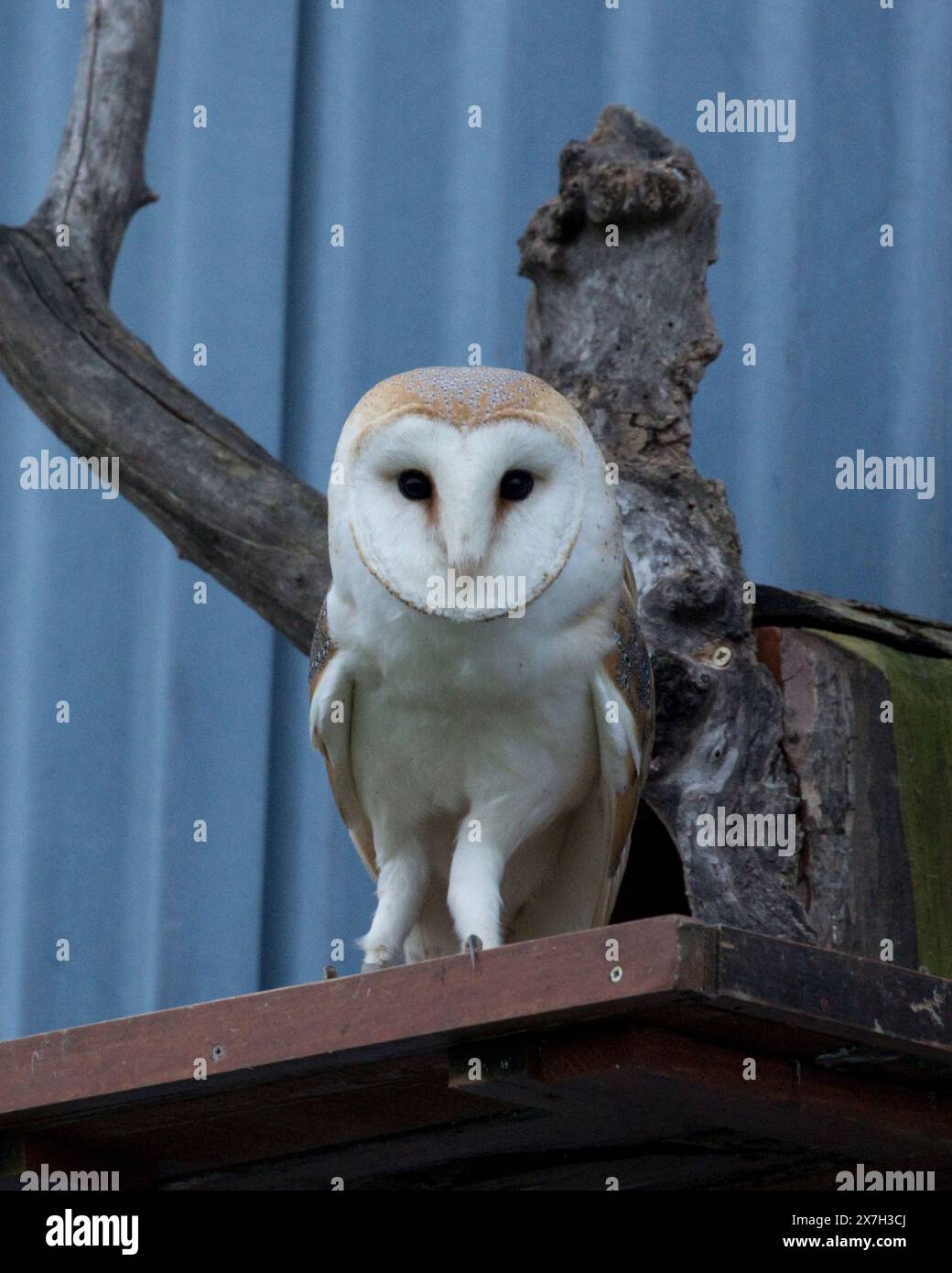 Single Barn Owl debout sur la plate-forme d'atterrissage nestbox au crépuscule à Colemans Hill Farm Barn Mickleton, Royaume-Uni Banque D'Images