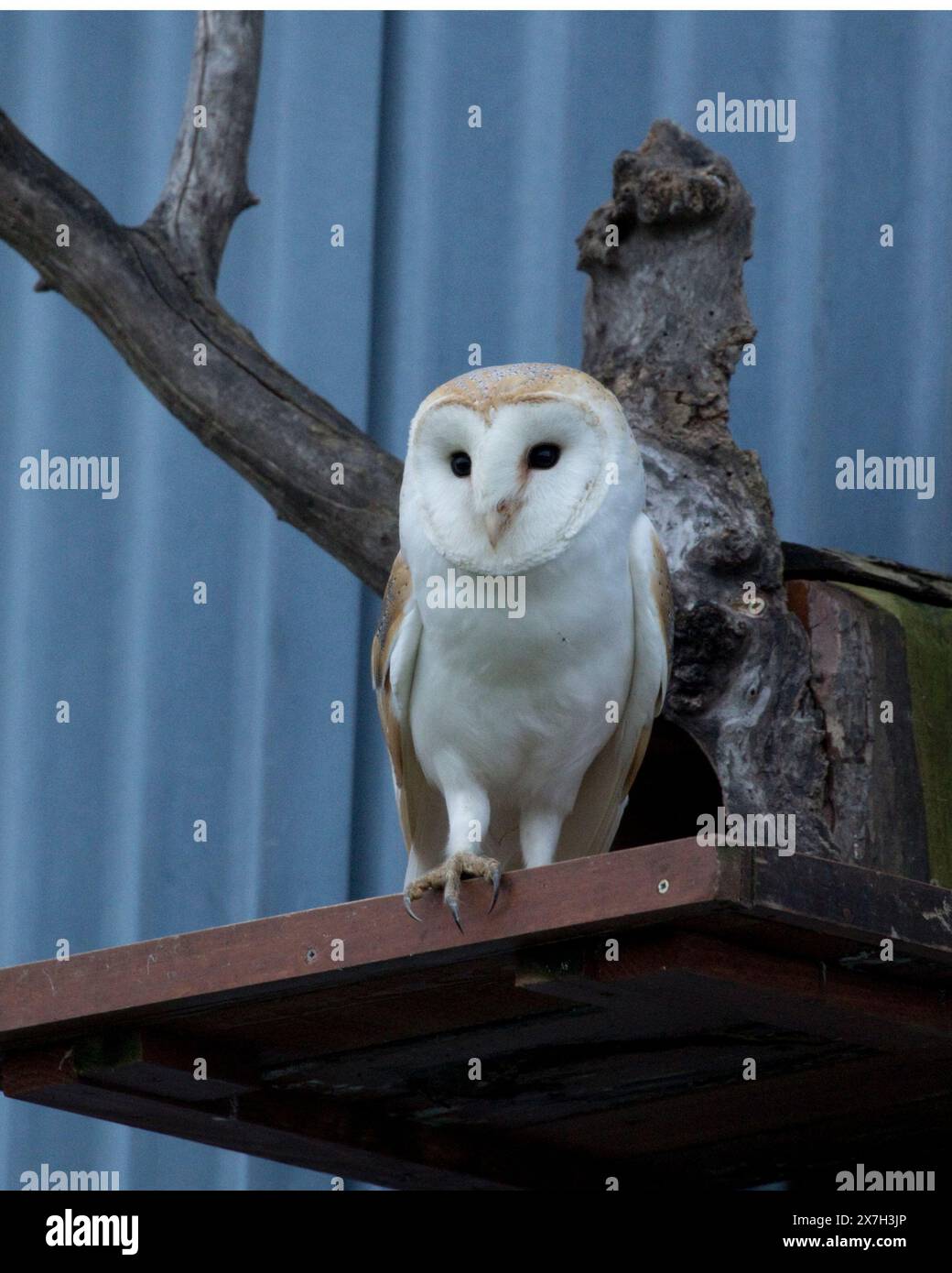 Single Barn Owl debout sur la plate-forme d'atterrissage nestbox au crépuscule à Colemans Hill Farm Barn Mickleton, Royaume-Uni Banque D'Images