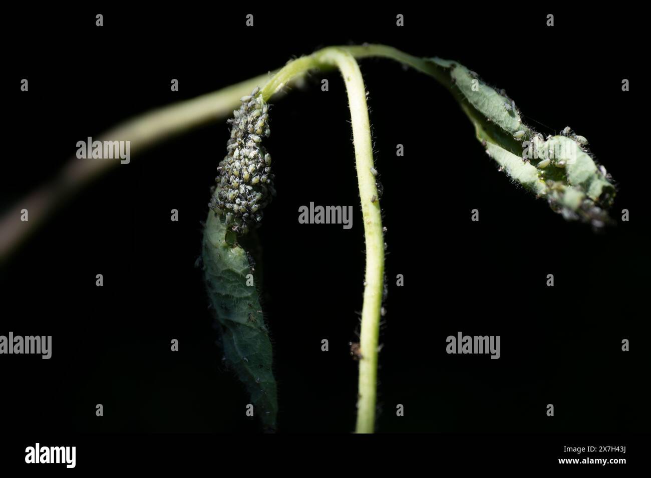 Poux ou pucerons sur les feuilles et la branche d'un chèvrefeuille (Lonicera) sur fond noir. Mangé des feuilles. Mise au point sélective Banque D'Images