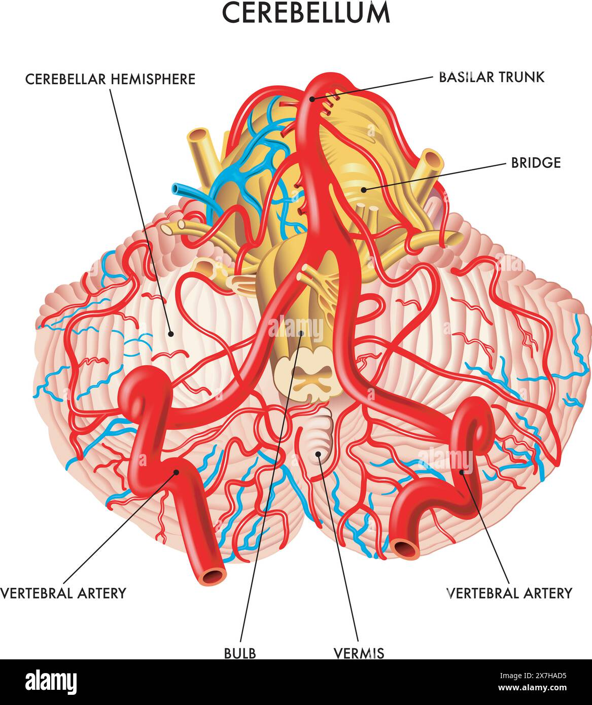 L'illustration médicale montre la circulation sanguine du cervelet, avec des annotations. Illustration de Vecteur